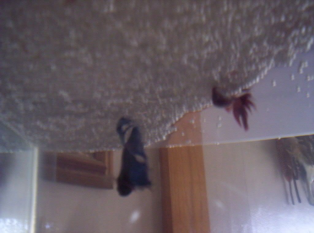 BettaPictue07062007004.jpg