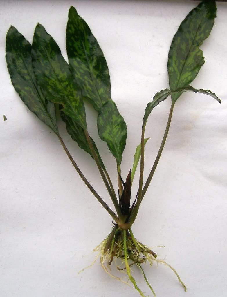 plant006.jpg