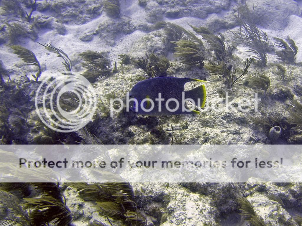 blueangelfish0107.jpg