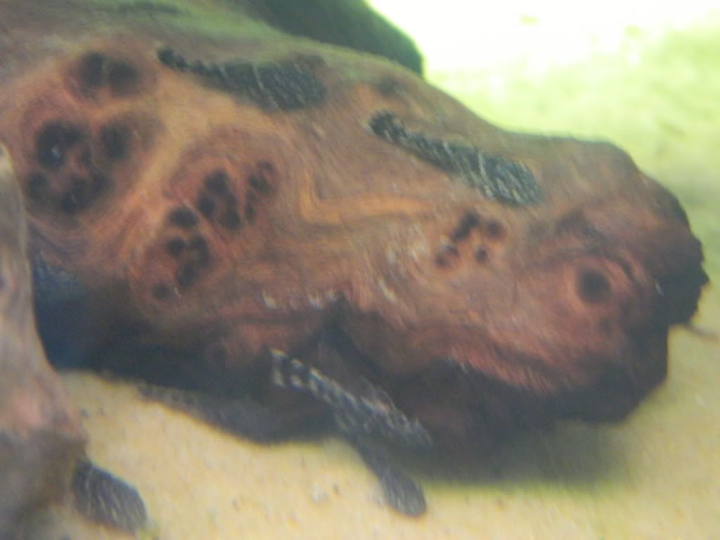 DSCN0773.jpg