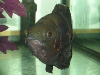 DSCN1523.jpg
