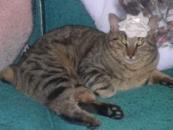 tigger1.jpg