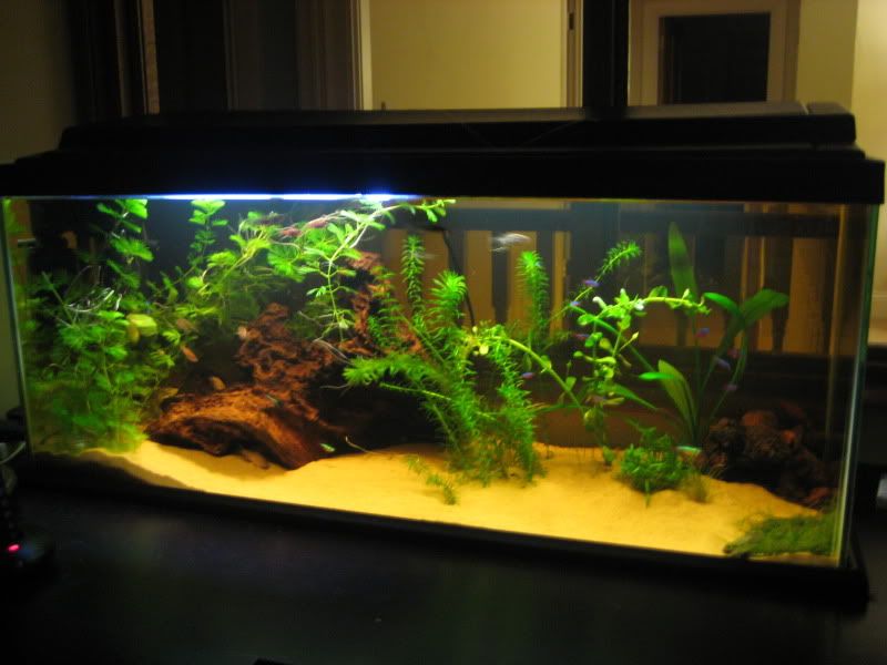 shrimptank008.jpg
