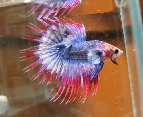 betta5.jpg