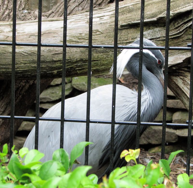 DemoiselleCrane.jpg