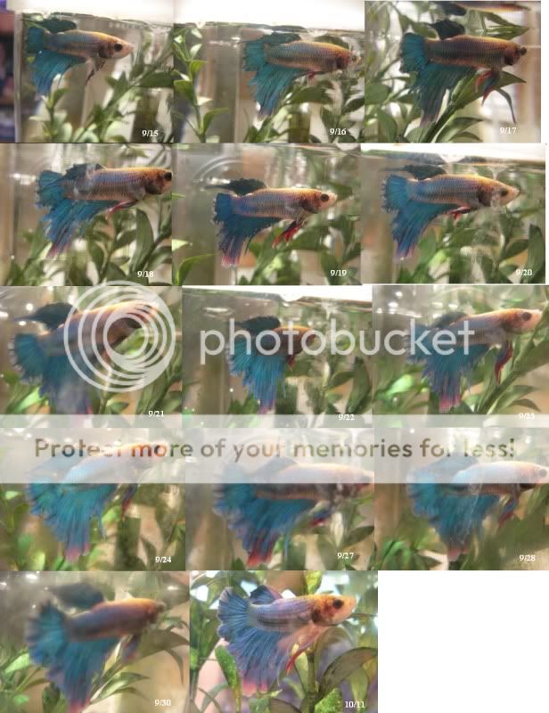 bettaregrwoth.jpg