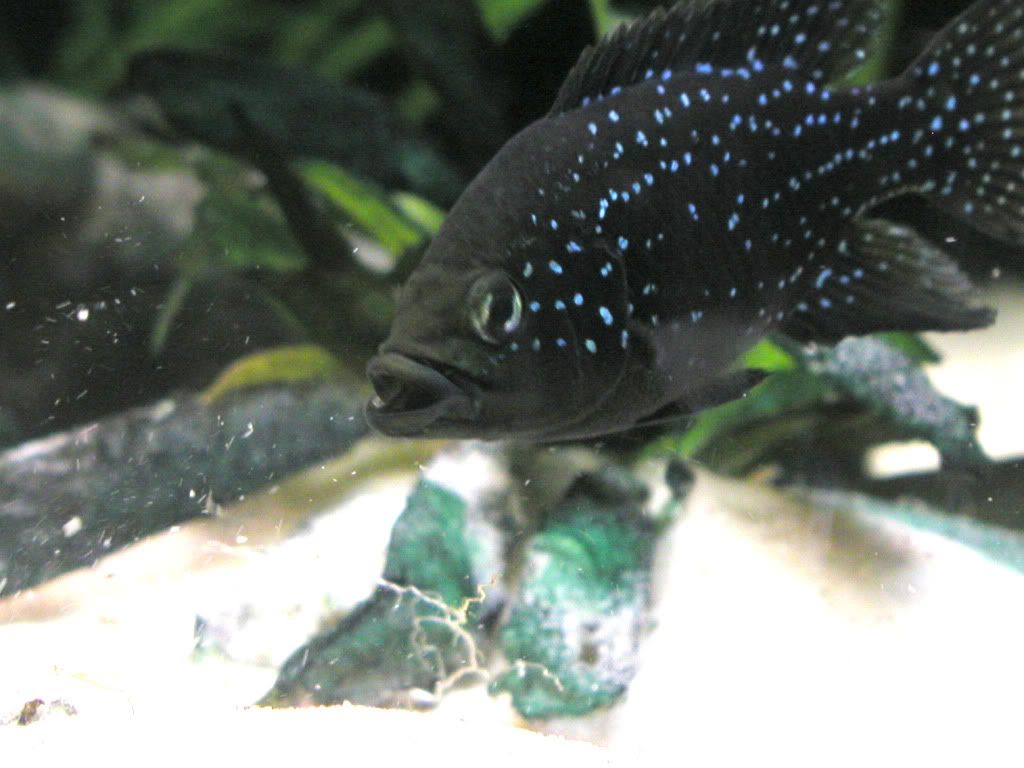 Polleni9cropped.jpg