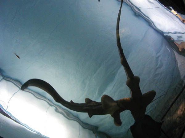 sharks.jpg