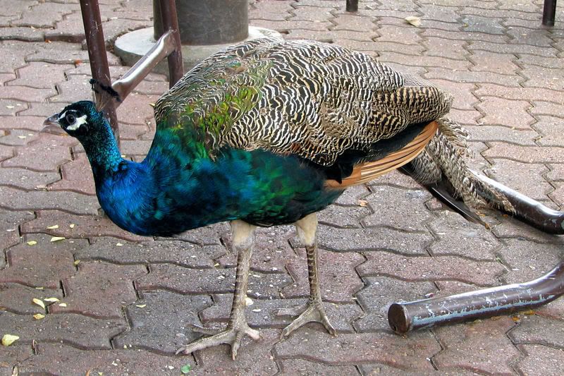 peacock4.jpg