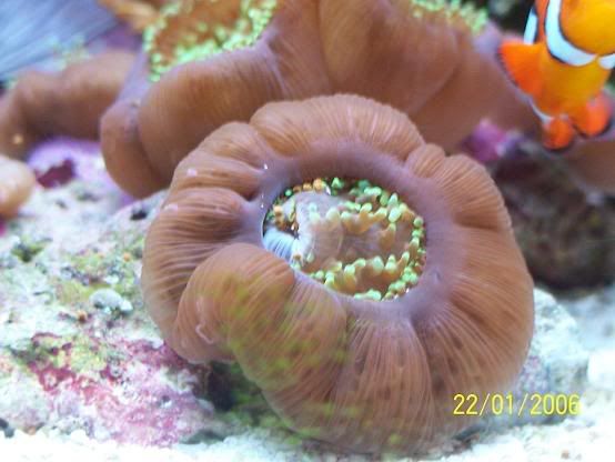 grnshroomeat2small.jpg