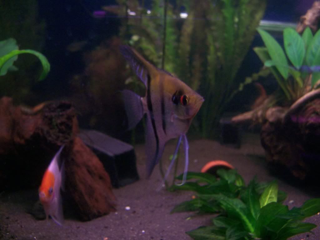 fish012.jpg