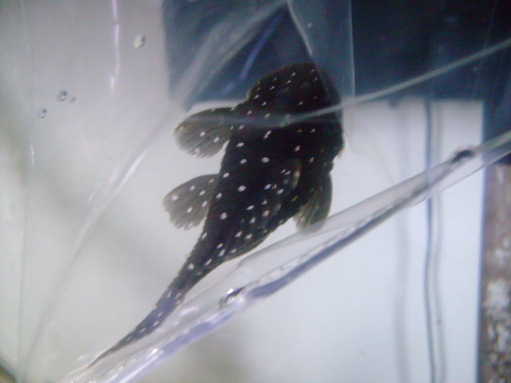 SANY0005-3.jpg