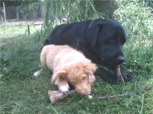 20thjuly06rypup2.jpg