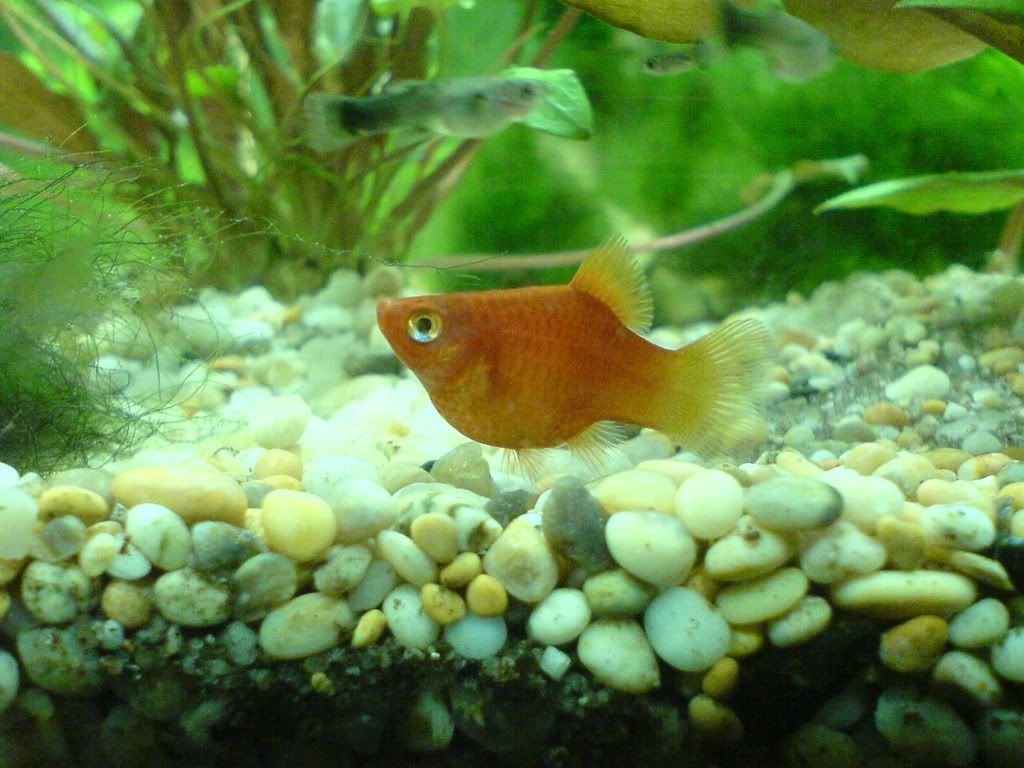 platy.jpg