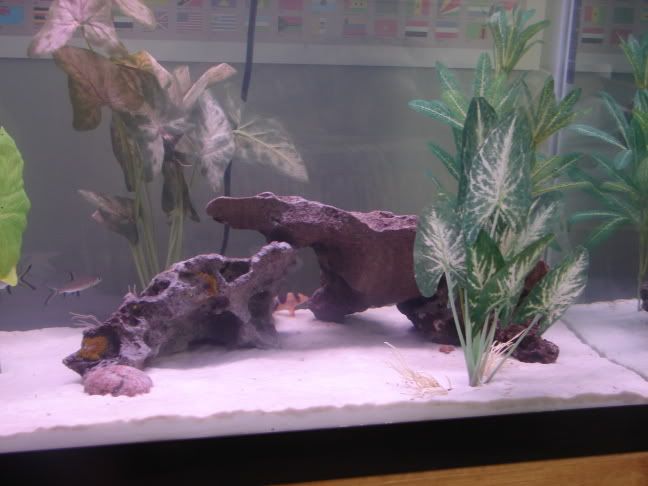 fishtankpics006.jpg