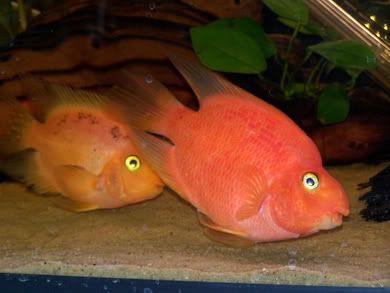 parrotfishies.jpg