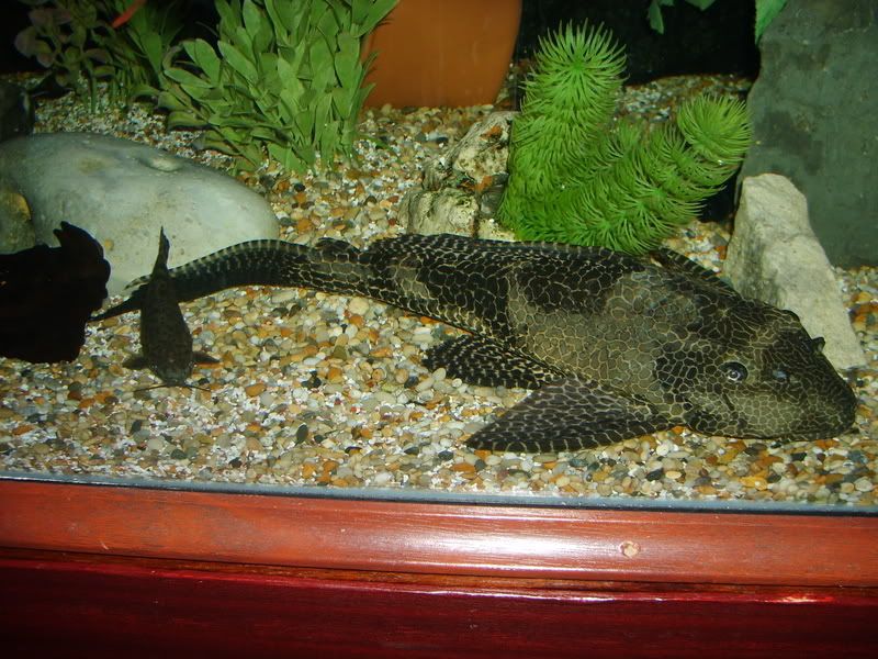 S5003141.jpg