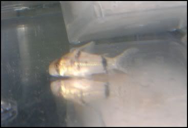 hatchetbodiedcory.jpg