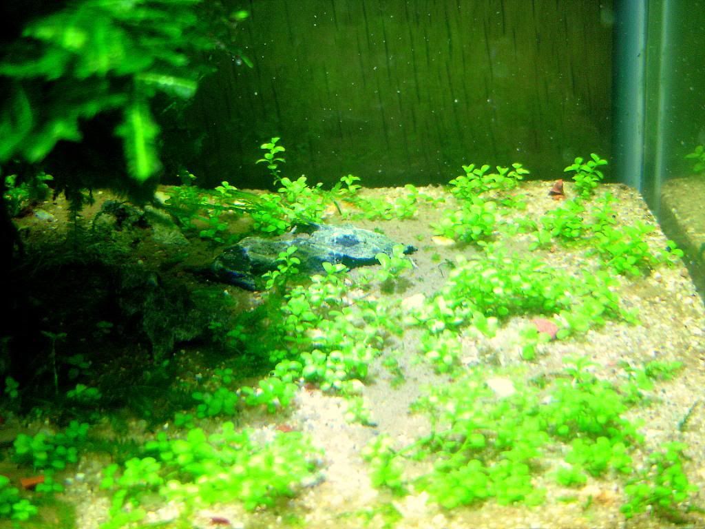 AlgaeShots007.jpg