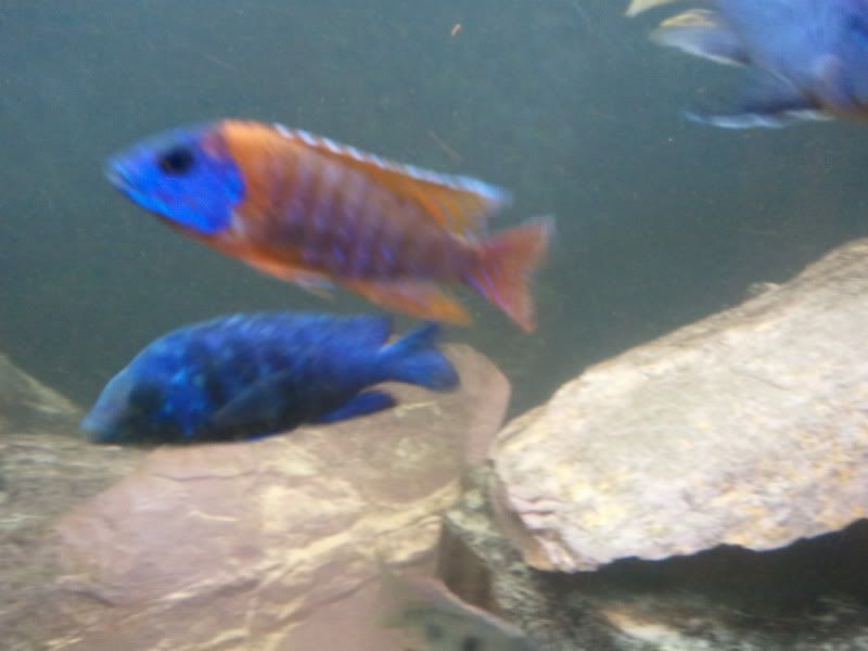 2011-01-23180821.jpg
