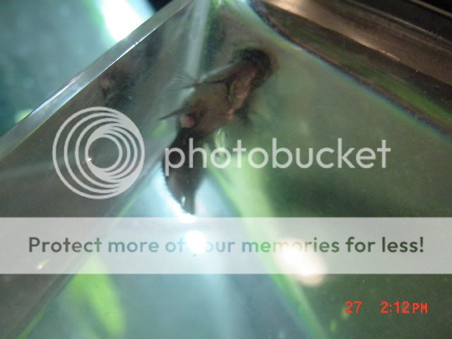DSC00114.jpg