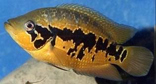 parachromis_loisellei_f_jblanc.jpg