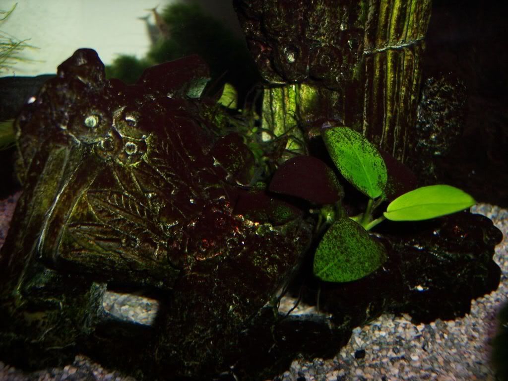 100_9528.jpg