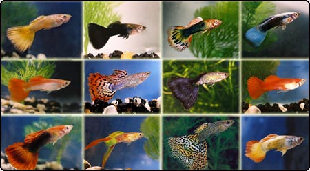 0902_guppy_male.jpg
