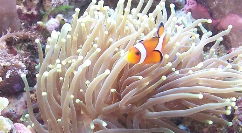 clowncoral.jpg