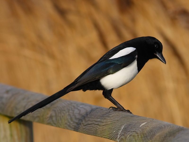 oneforsorrow.jpg