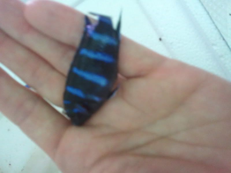 2011-06-21193920.jpg