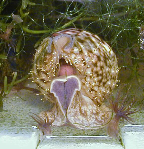 cowrie5.jpg