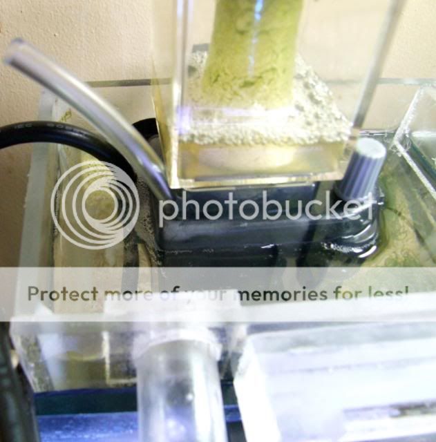 2009_0416reefnano0028a.jpg