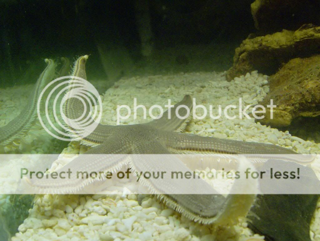 Tankbuild2006.jpg