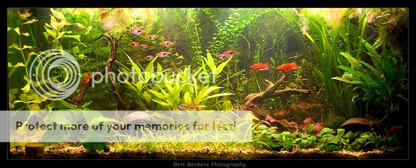 aquarium21-11-08.jpg