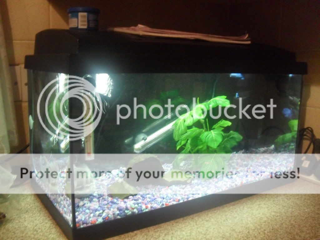 dsandplatys002.jpg