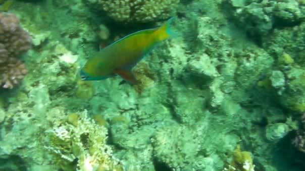 fish11.jpg