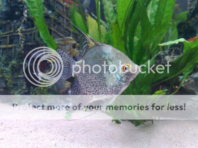 26122008052.jpg