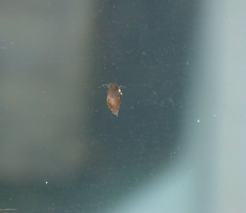 snail4.jpg