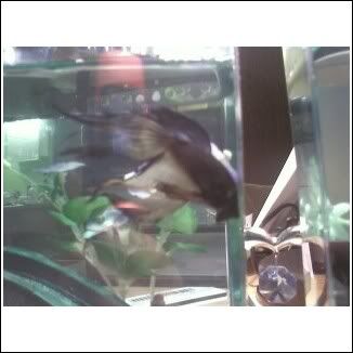 betta2.jpg