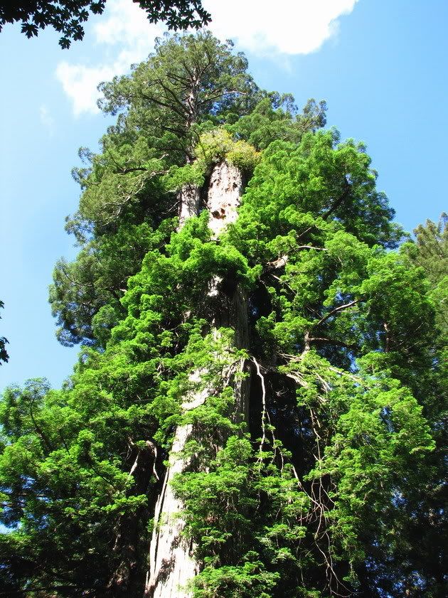 PraireBigtree.jpg
