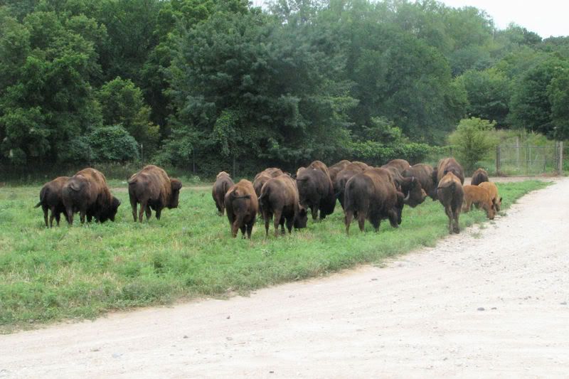 bison2.jpg