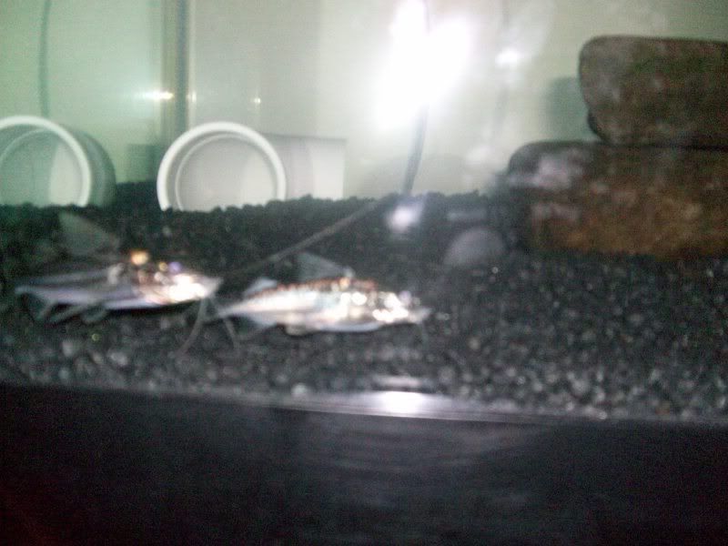 Picture087.jpg