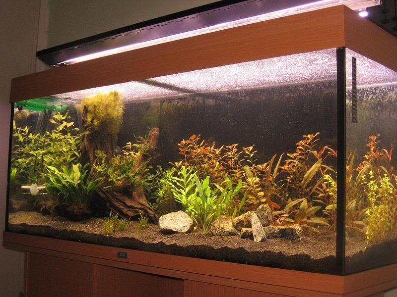 NewTank.jpg
