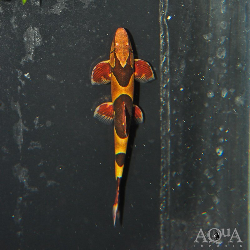 www.aqua-imports.com