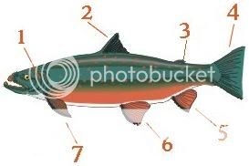 fish_anatomy.jpg
