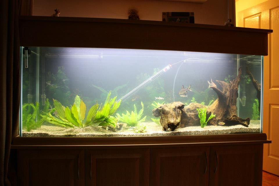 NewTank.jpg
