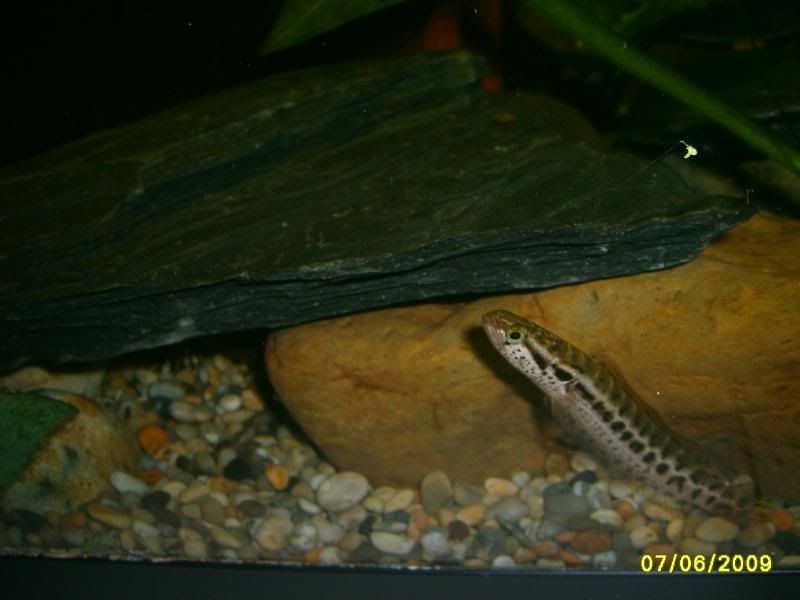 channabanks062.jpg