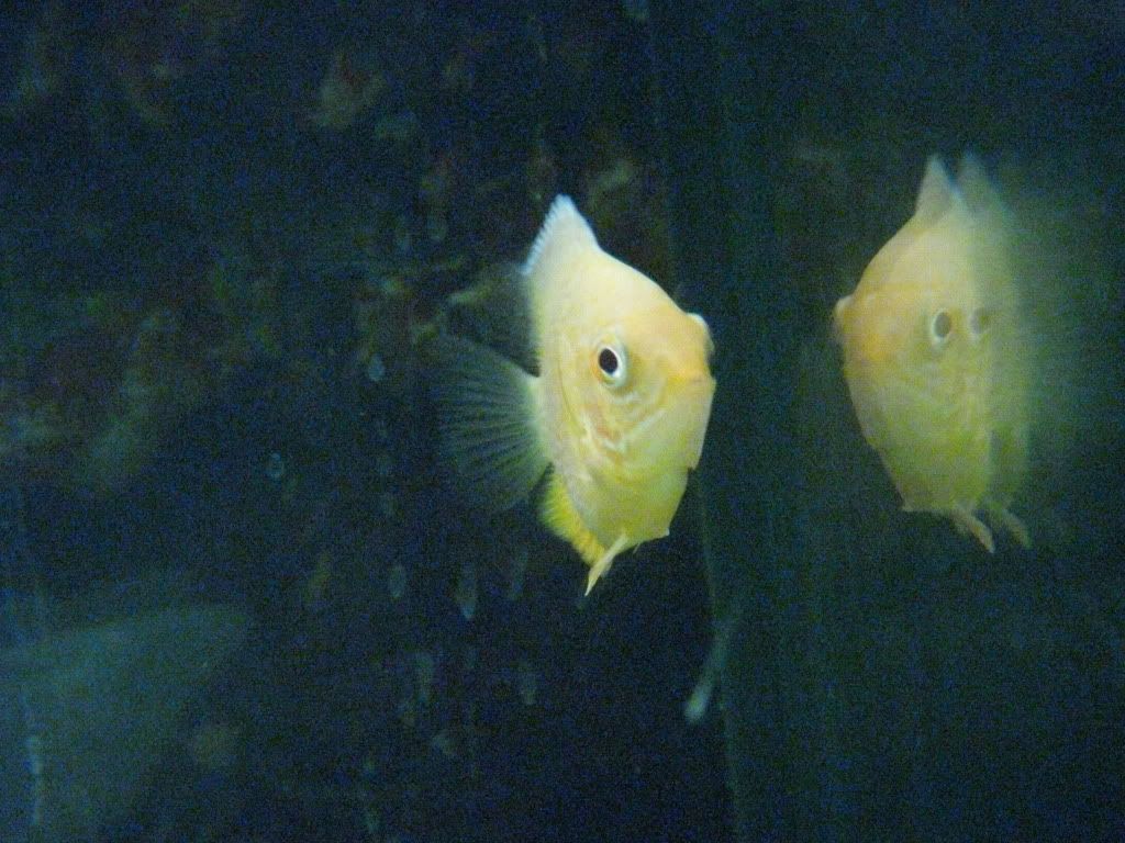 DSCN0528.jpg