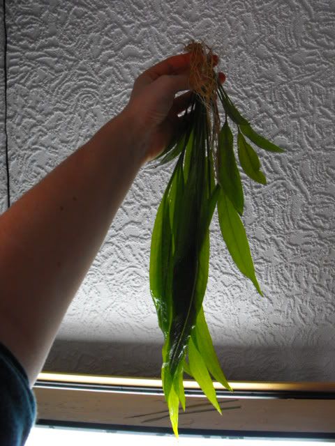 2010_0917shrimps0014.jpg
